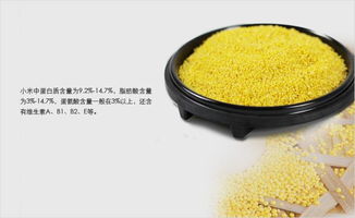 居味达养胃黄小米 滋补身心的传统之选，月子期间的营养伴侣